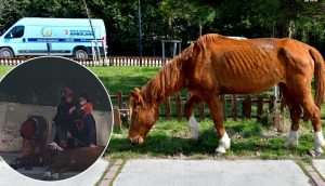 Yerde yatan yaralı atı belediye ekipleri kurtardı