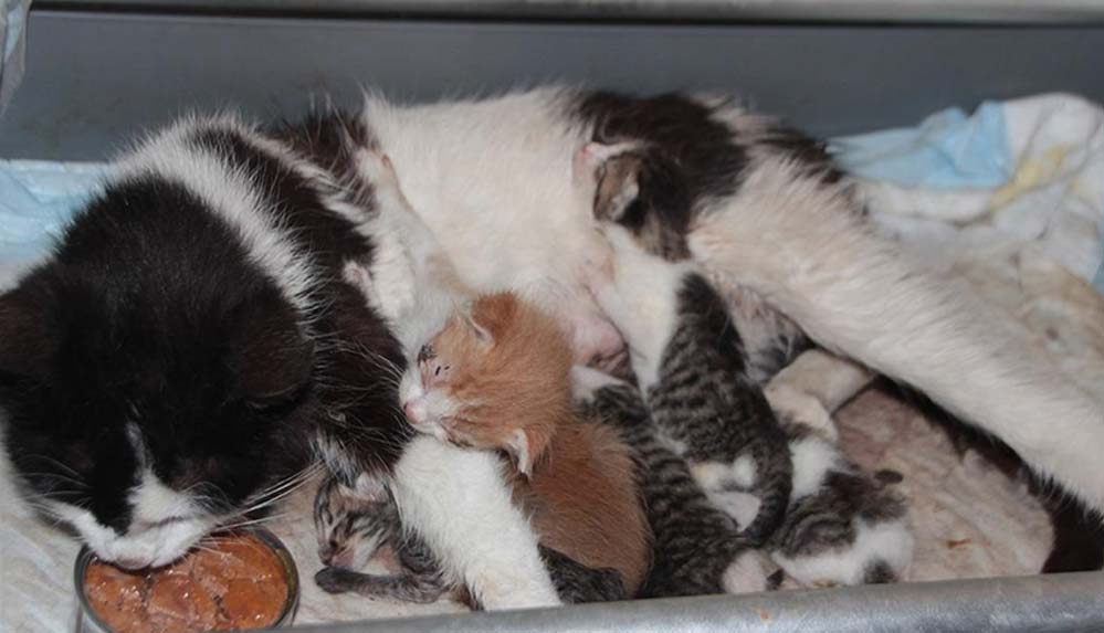 Antalya'da yavruları ölen kedi öksüz yavruları besliyor