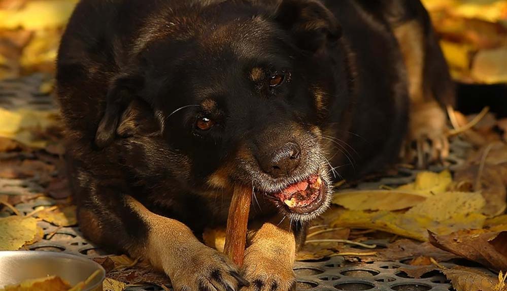 Araştırma--Vegan-beslenme-köpekler-için-daha-sağlıklı