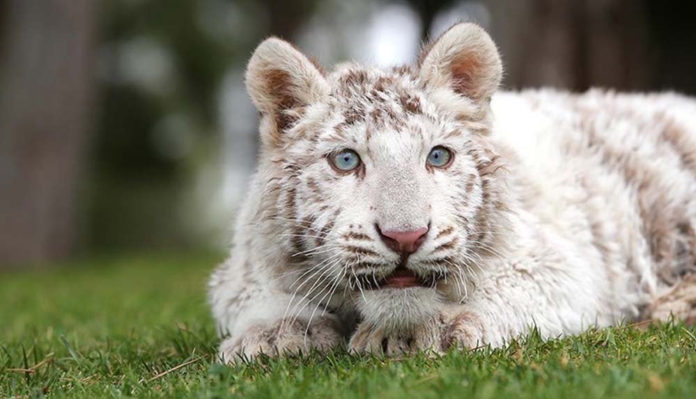 İstanbul'da-villada-ele-geçirilen,-doğada-nadir-bulunan-'beyaz-kaplan'-Gaziantep'e-getirildi-1