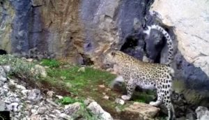 Toroslar'da leopar görüntülendi