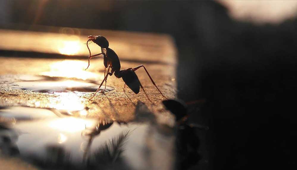 Osaka havalimanında "istilacı" bir karınca türünün çoğaldığı saptandı