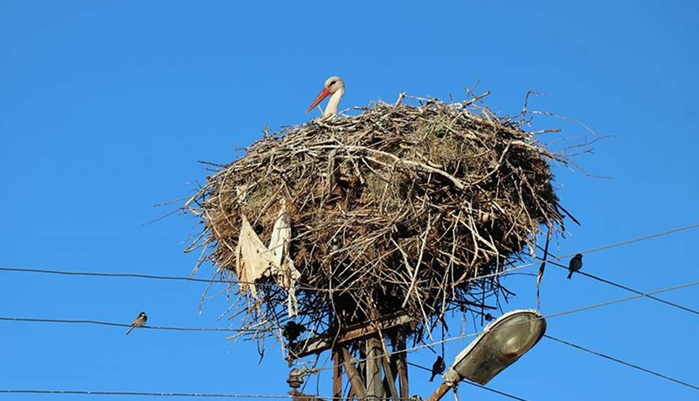 Erzincan'ın Mertekli köyüne gelen leylekler 18 yıldır aynı yere yuva kuruyor 4 Erzincan'ın-Mertekli-köyüne-gelen-leylekler-18-yıldır-aynı-yere-yuva-kuruyor