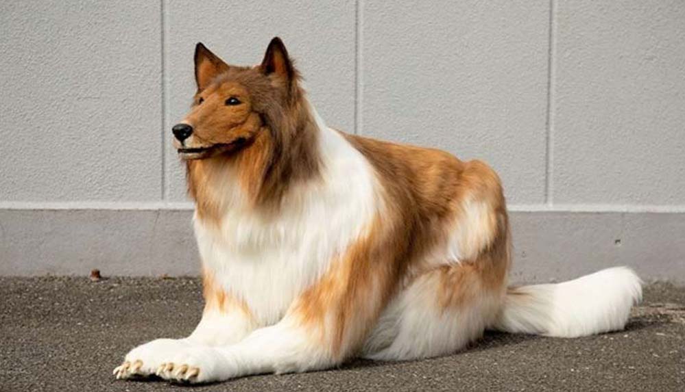 Köpek gibi görünmek için 260 bin TL harcadı: 'Hayalim gerçek oldu' 5 Köpek-gibi-görünmek-için-260-bin-TL-harcadı--'Hayalim-gerçek-oldu'