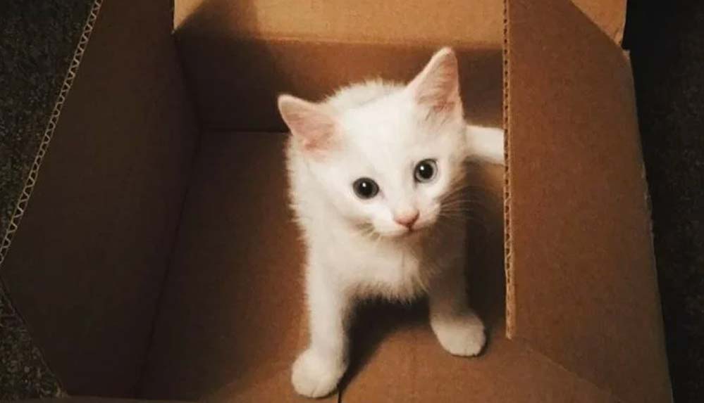 Mülke-izinsiz-girdiği-için-'hapsedilen'-kedinin-sahibi,-'125-bin-dolar'-tazminat-kazandı