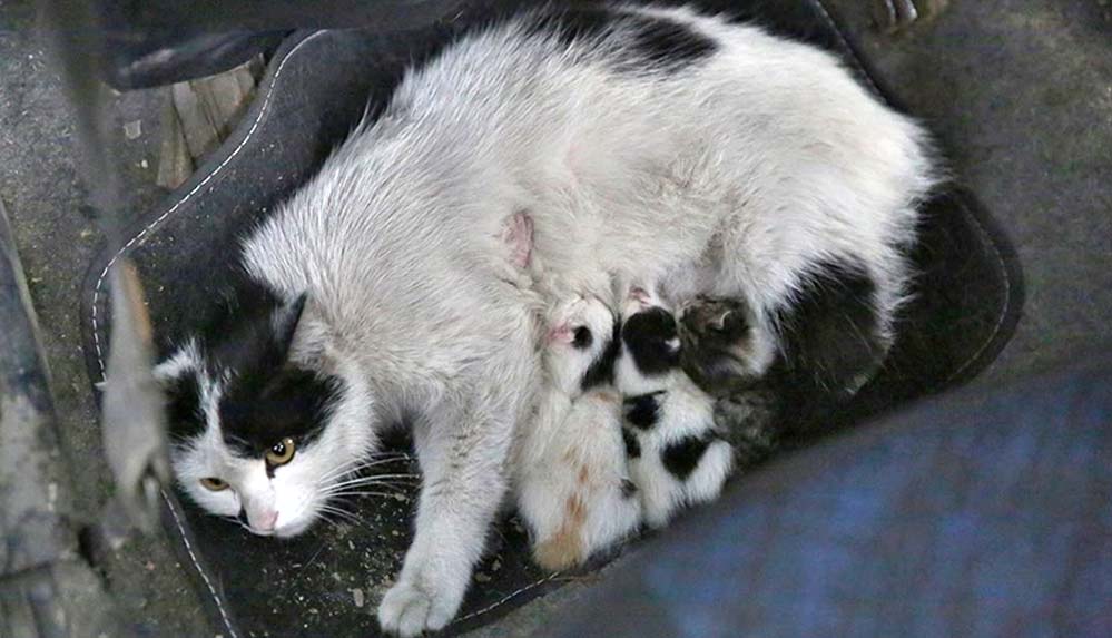 Servis-aracını-doğum-yapan-kedi-ve-yavrularına-tahsis-etti