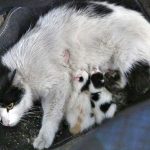 Servis-aracını-doğum-yapan-kedi-ve-yavrularına-tahsis-etti