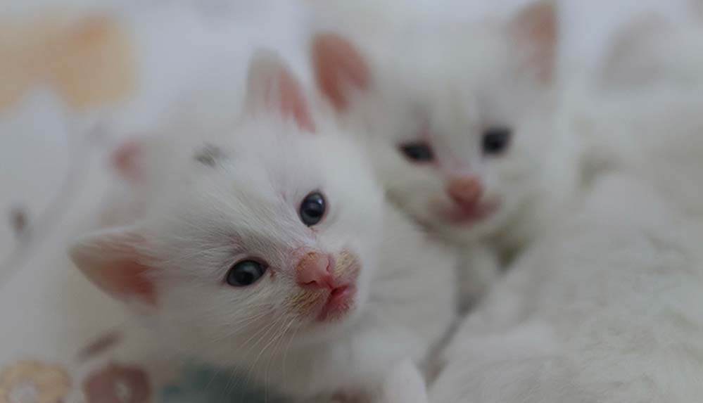 Van kedileri kafalarındaki 'mühür' ile ayırt ediliyor 6 Van-kedileri-kafalarındaki-'mühür'-ile-ayırt-ediliyor