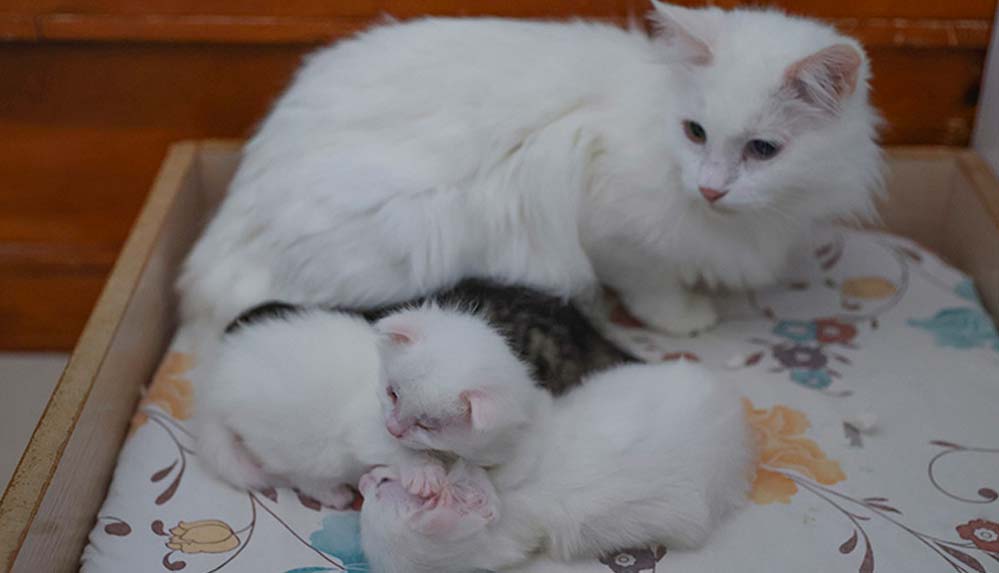 Van kedileri kafalarındaki 'mühür' ile ayırt ediliyor