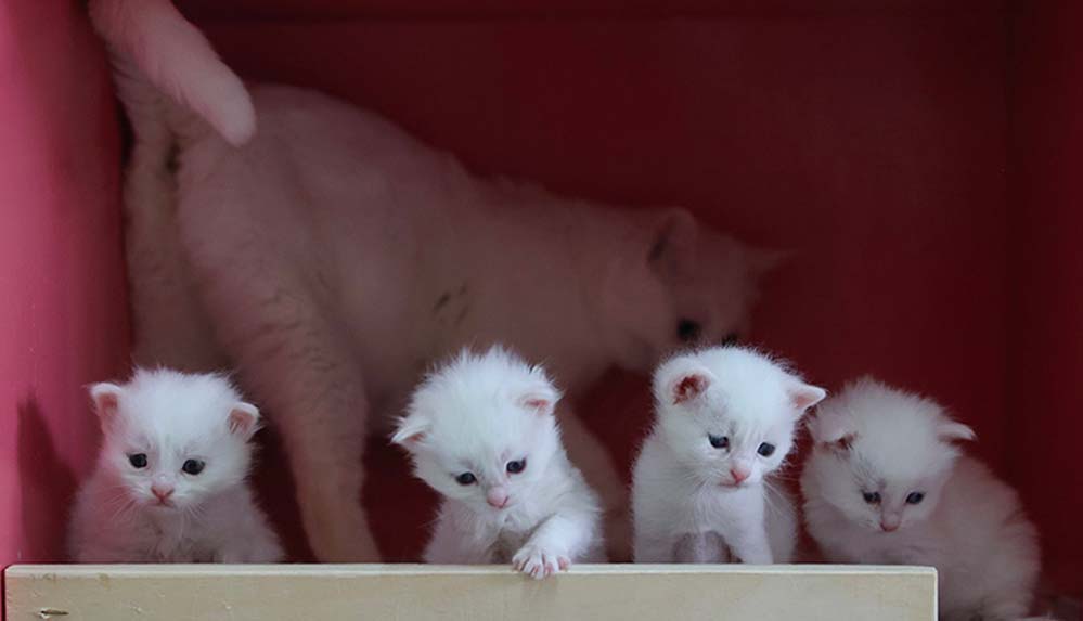 Van kedileri kafalarındaki 'mühür' ile ayırt ediliyor