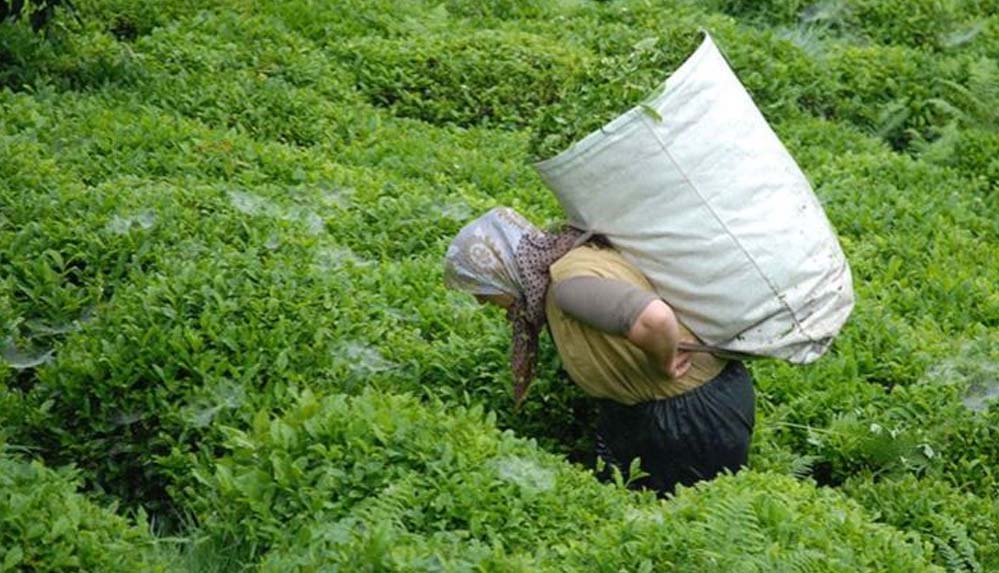 Yaş-çay-alım-ücretinin-artmasının-ardından-çaya-gelen-zam-dudak-uçuklattı