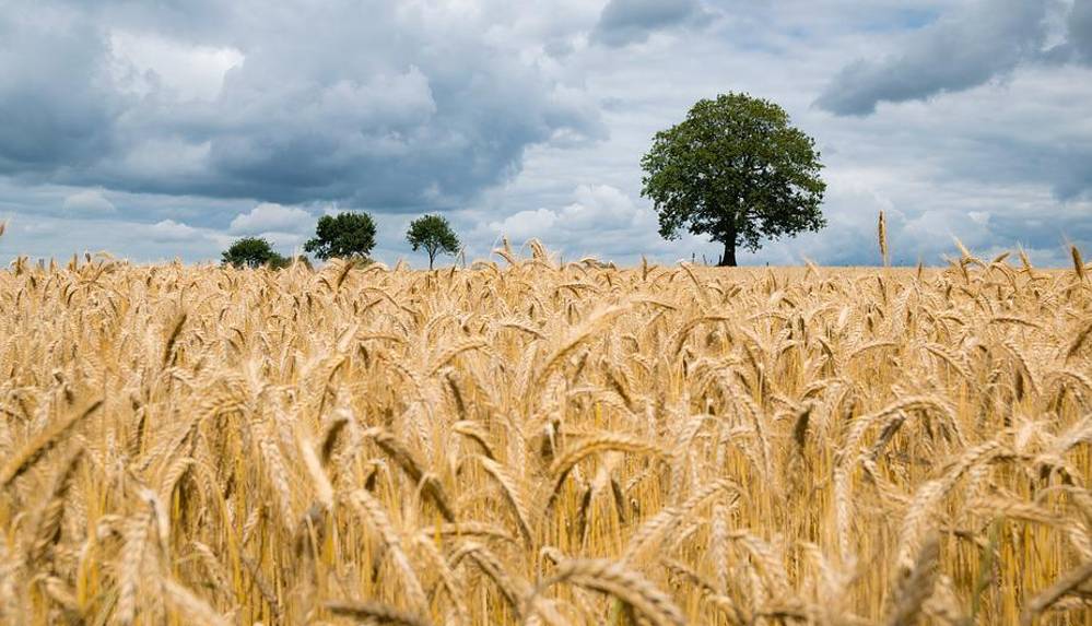 Dünya tüketimine 10 hafta yetecek kadar buğday kaldı