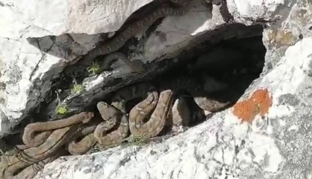 Türkiye'nin en zehirli yılan türü sürü halinde görüntülendi