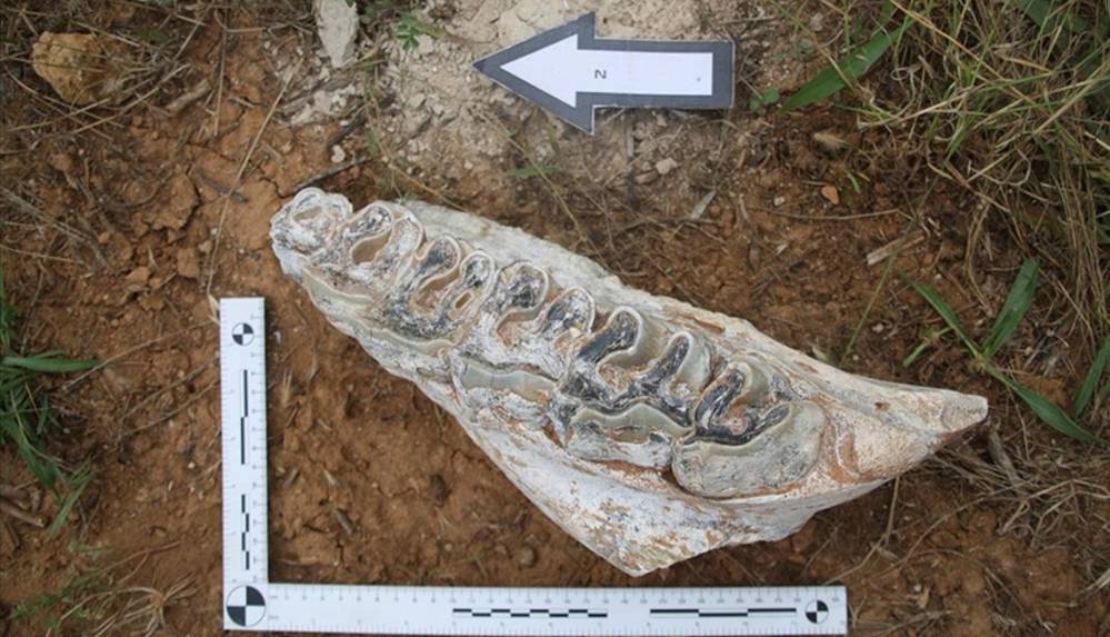 Denizli'de yapılan kazıda, 8 milyon yıllık hayvan fosilleri bulundu