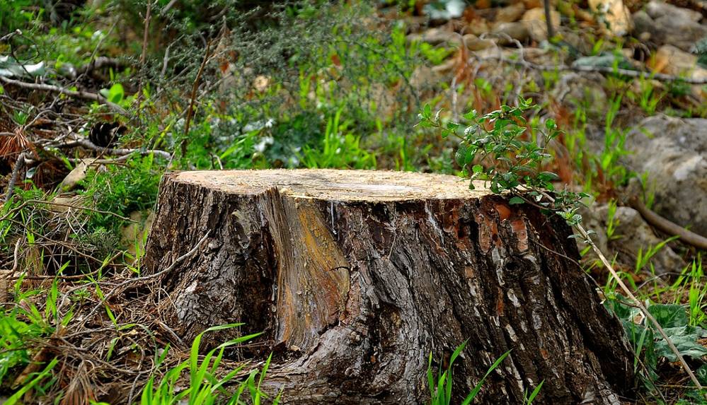 İBB'den belgeli 'Emirgan Korusu' açıklaması