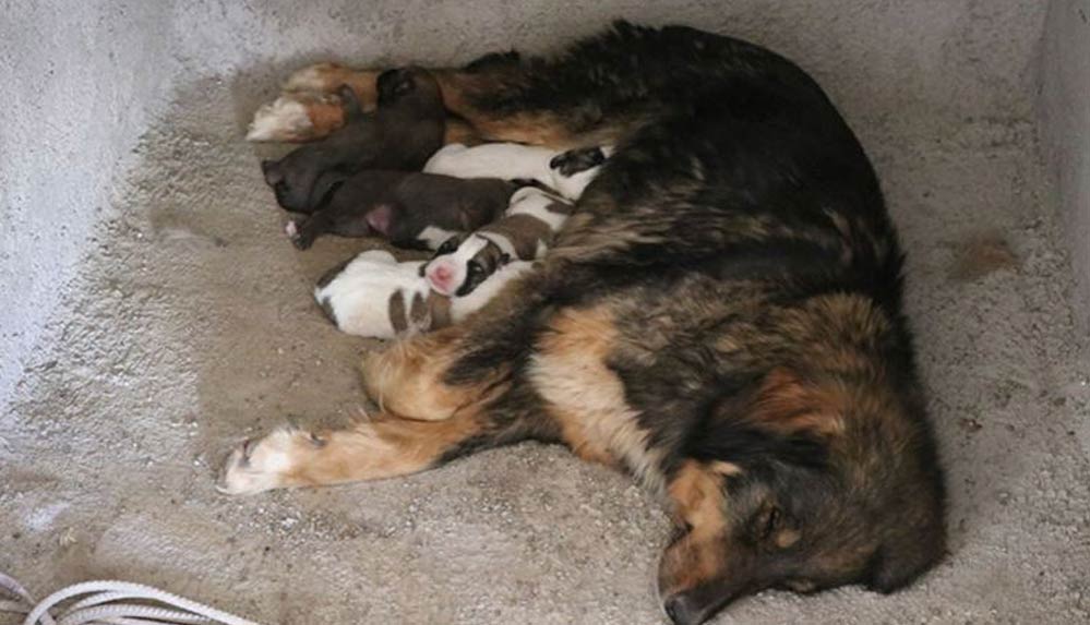 Köpeği-ve-5-yavrusunu-rahatsız-etmemek-için-ev-inşaatını-durdurdu