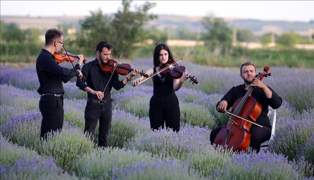 Lavanta Tarla Günleri sembolik hasatla başladı