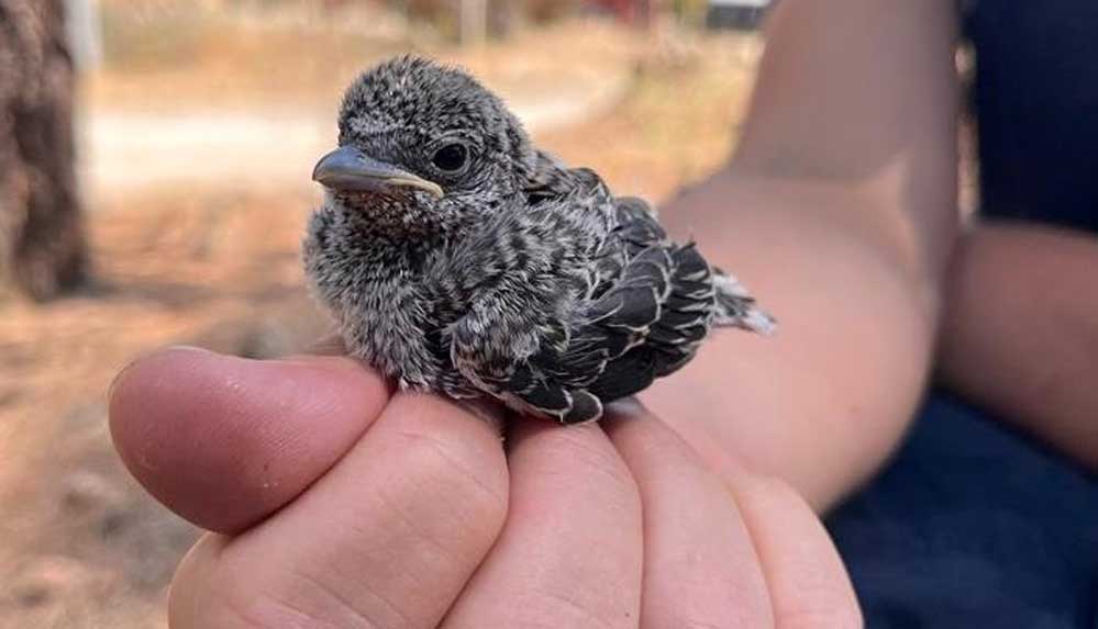 Yangından-kaçan-yavru-kuş-ve-köpeği-alanda-görevli-sağlık-ekipleri-kurtardı