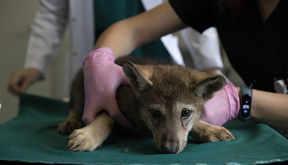 Yaralı bulunan 4 kurt yavrusu, özel bakımla hayata tutundu