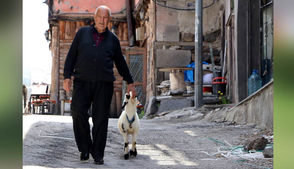 Yetim kuzular 'Selami dede'yle her yere birlikte gidiyor