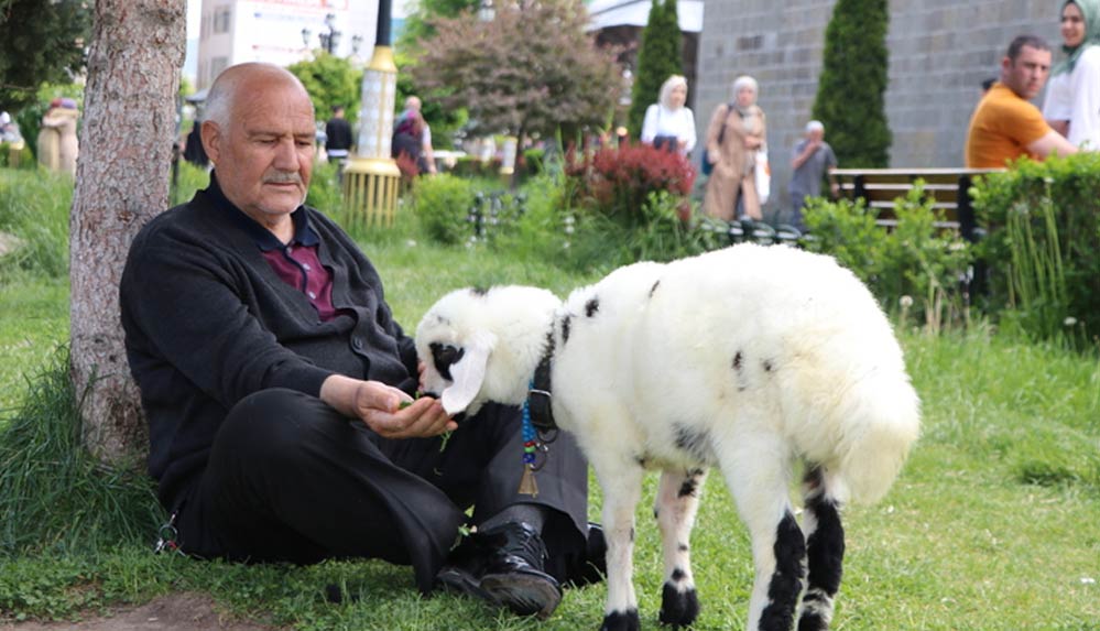 Yetim kuzular 'Selami dede'yle her yere birlikte gidiyor