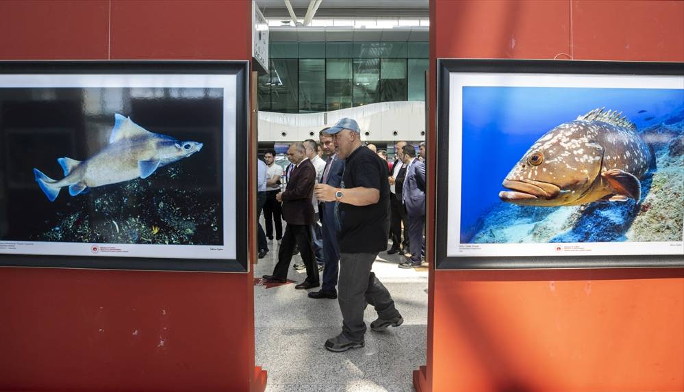 Dünyadaki deniz canlıları, "Küresel İklimin Derin Etkisi" sergisinde bir araya geldi