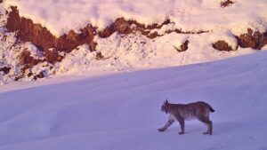 Fotokapandan vahşi kareler