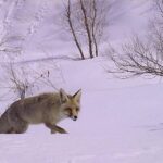 fotokapandan kareler 3