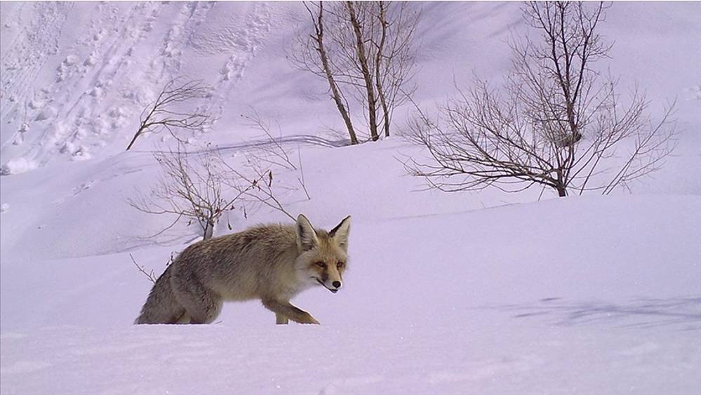 fotokapandan kareler 3