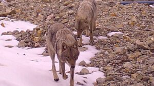 Fotokapandan vahşi kareler
