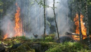 AKP'li vekilden genel müdüre 'orman çıkışı': 'Yangınlar arttı, çok fazla ağaç kesiliyor'