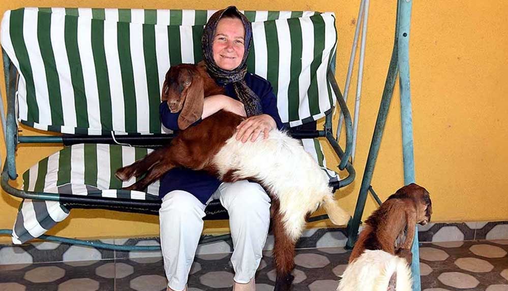 Anneleri-ölen-oğlaklar-'Rüzgar'-ve-'Poyraz'a-bebek-gibi-bakıyor