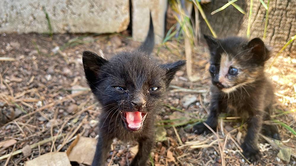 Anneleri ölen kedi yavrularına imam ve cami cemaatinden şefkat eli