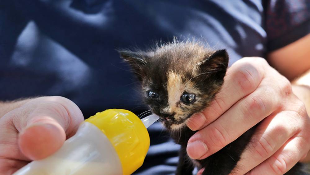Anneleri ölen kedi yavrularına imam ve cami cemaatinden şefkat eli