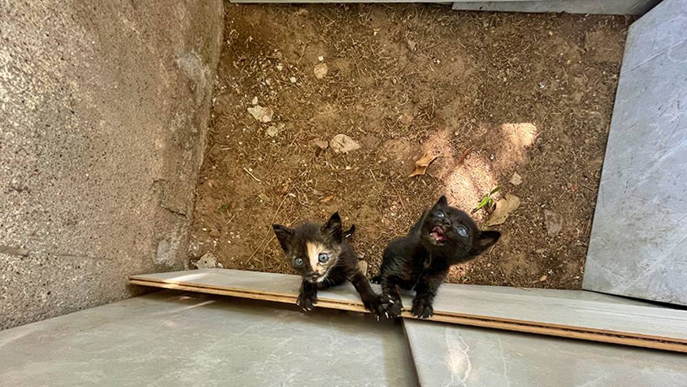 Anneleri ölen kedi yavrularına imam ve cami cemaatinden şefkat eli