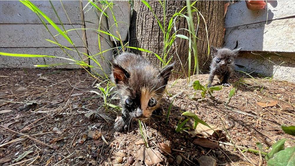 Anneleri ölen kedi yavrularına imam ve cami cemaatinden şefkat eli