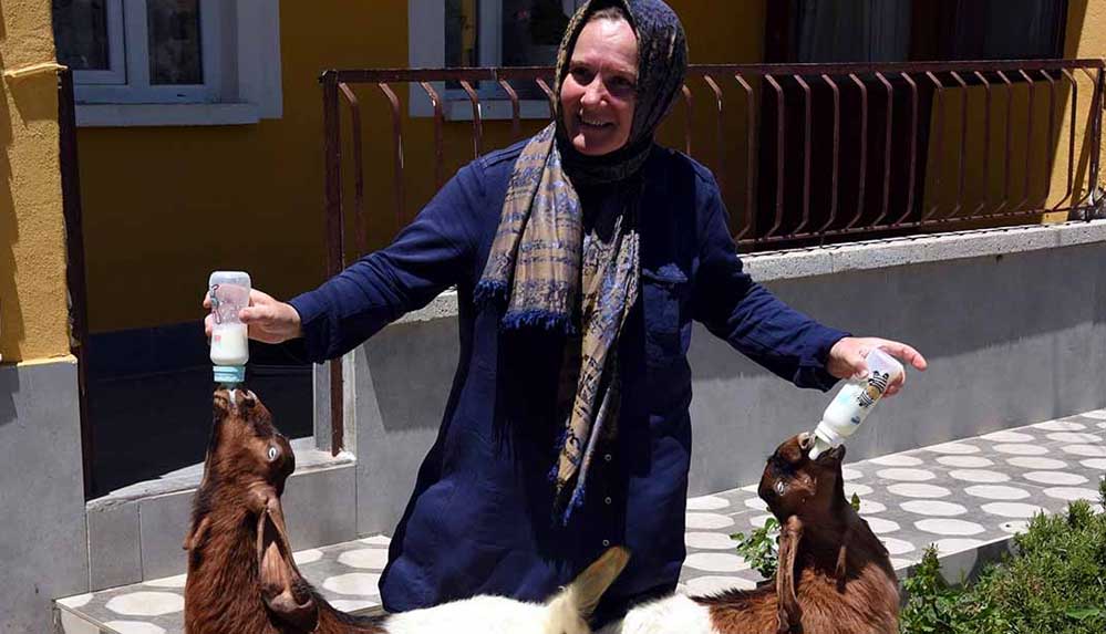 Anneleri ölen oğlaklar 'Rüzgar' ve 'Poyraz'a bebek gibi bakıyor