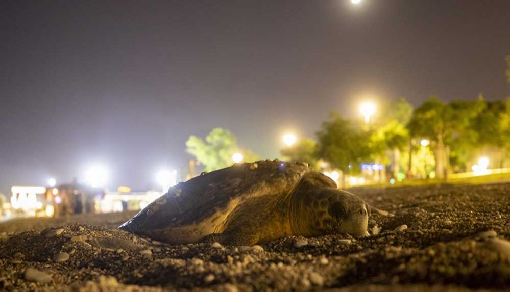 Antalya'da-deniz-kıyısına-çıkan-caretta-caretta-için-sahil-boşaltıldı