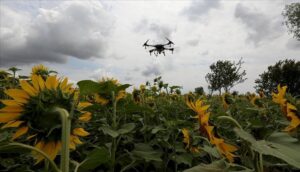 Ayçiçeği tarlalarındaki 'çayır tırtılına' karşı drone ile ilaçlama yapılıyor