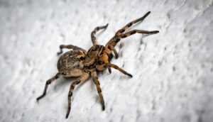 Bilim insanları ölü bir örümceği robota dönüştürdü