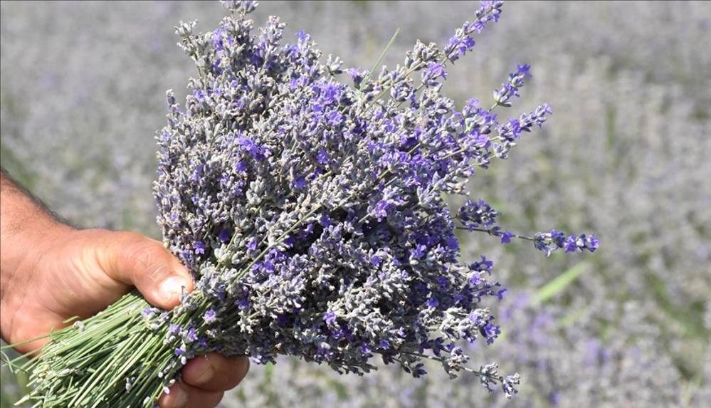 Bursalı çift atıl araziyi lavantayla ekonomiye kazandırdı