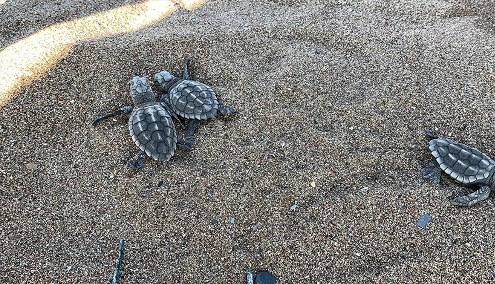 Caretta caretta yavrularının denizle buluşma süreçleri başladı