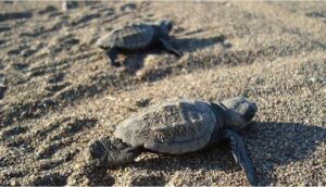 Deniz kaplumbağalarının korunması için 'temiz çevre' uyarısı