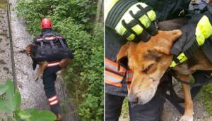 Dereye düşerek yaralanan köpeği itfaiye eri sırtında taşıdı