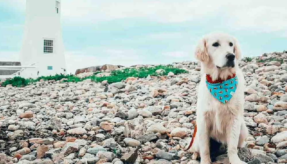 Dünyayı gezen köpek sosyal medyada fenomen oldu