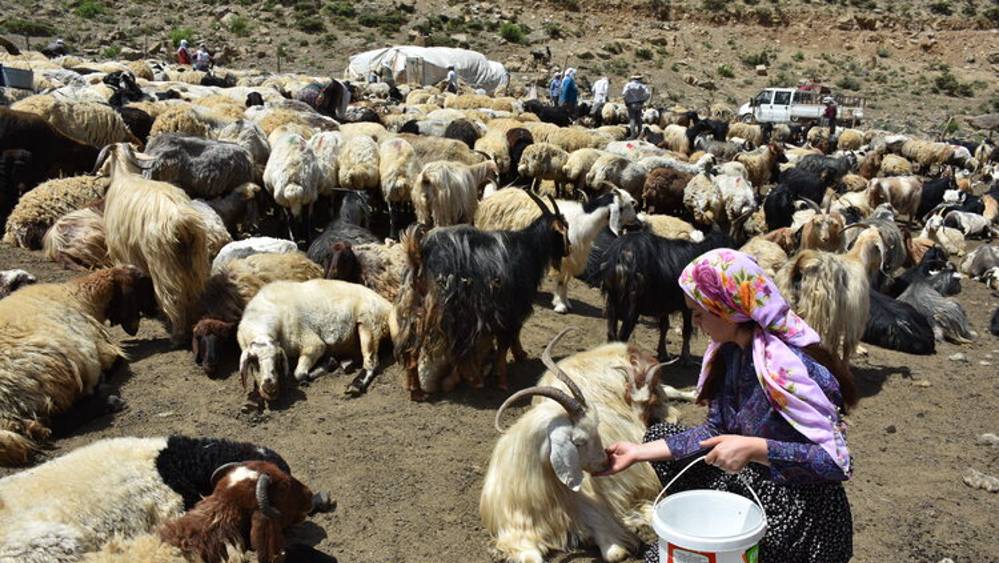 İki üniversite bitiren kadın, hayvancılıktaki başarısıyla hemcinslerine örnek oldu