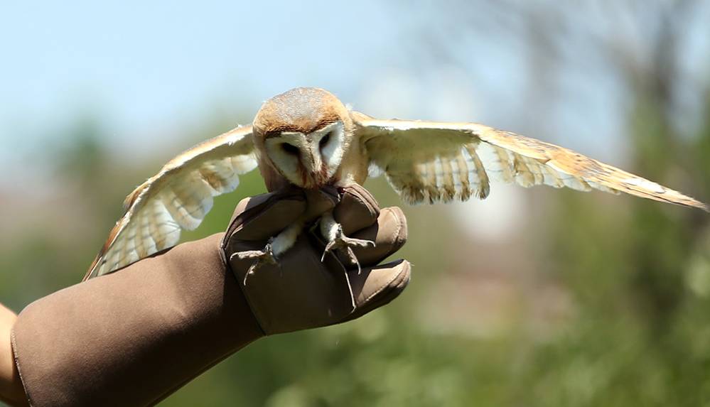 İki yaralı baykuş yavrusu koruma altına alındı