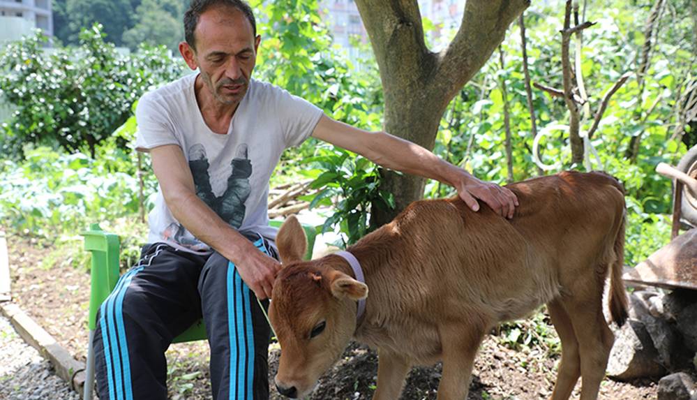'Karamel' adını verdiği buzağıyı evinde özenle besliyor