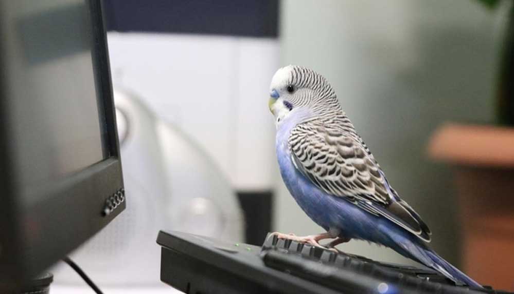 Muhabbet-kuşu-'Boncuk'-Siirt-Adliyesinin-neşe-kaynağı-oldu