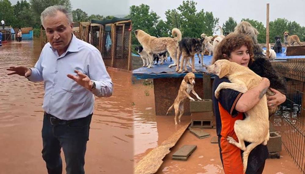 Selde 56 köpeğin öldüğü barınağın sahibi konuştu 'Bir daha aynı acıyı yaşayamam'
